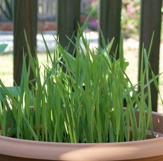 Cat Grass Seeds 100+ Pack | Crested Wheat Grass | Pet Safe Indoor Plant | USA Seller