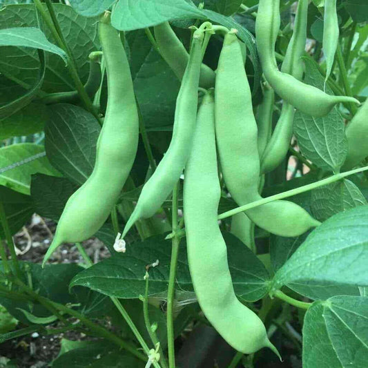 Roma II Bush Green Bean Seeds, Flat Stringless, Non-GMO, Heirloom Variety, Phaseolus vulgaris