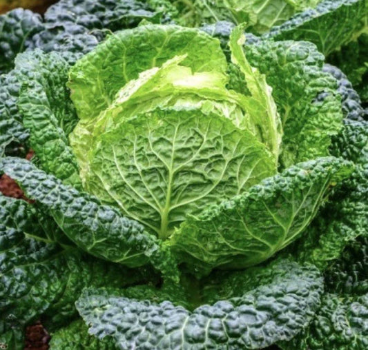 Savoy Perfection Cabbage Seeds | Heirloom NON-GMO | 500 Seeds | Brassica oleracea