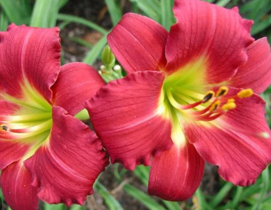 Daylily 1 Live Bare Root Plant Fan - Awarded Ruby Red Stella - Hemerocallis