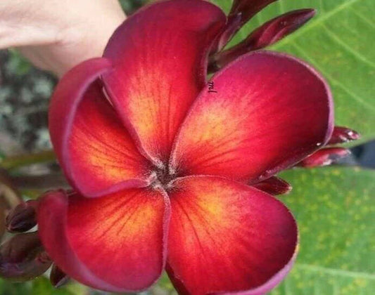 Jamaican Fire Plumeria Cutting - 3 Tip - Fragrant Tropical Flower - Plumeria rubra