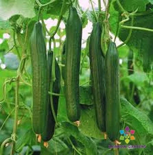 Carmen Cucumber 25 Seeds - Heirloom Variety for Garden Planting - Cucumis sativus