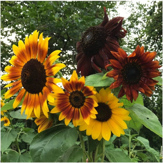 Autumn Beauty Sunflower Seeds - 50+ NON-GMO Heirloom Seeds for Planting - Helianthus annuus