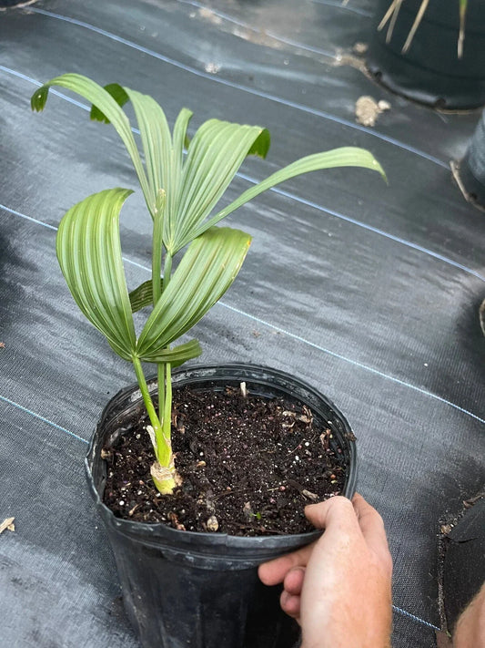 Corypha Umbraculifera Talipot Palm - 3 Gallon Pot - Rare Fully Rooted Tropical Plant