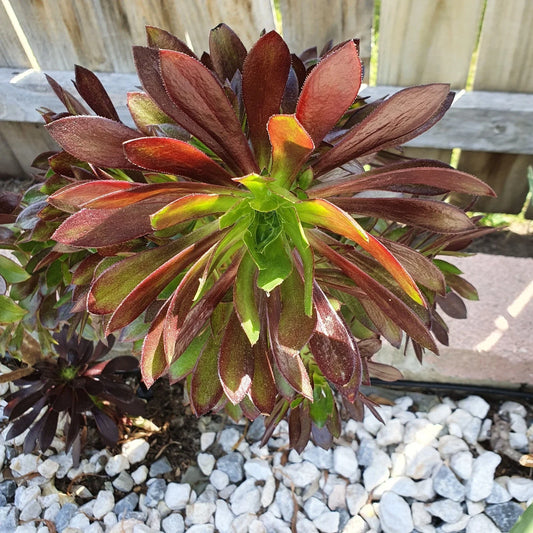 Aeonium Merlot Succulent Cuttings - Purple Green Center - 2" or 4" Pot - Perfect for Indoor Garden - Aeonium 'Merlot'