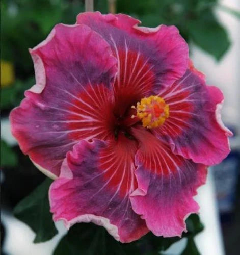 Rooted Tropical Hibiscus Plant - ME OH MY OH - Bare Root - Hibiscus rosa-sinensis