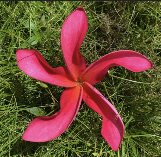 Rooted Plumeria Plant Cutting - Cosmos Variety - 20" with 1 Tip - Frangipani (Plumeria)