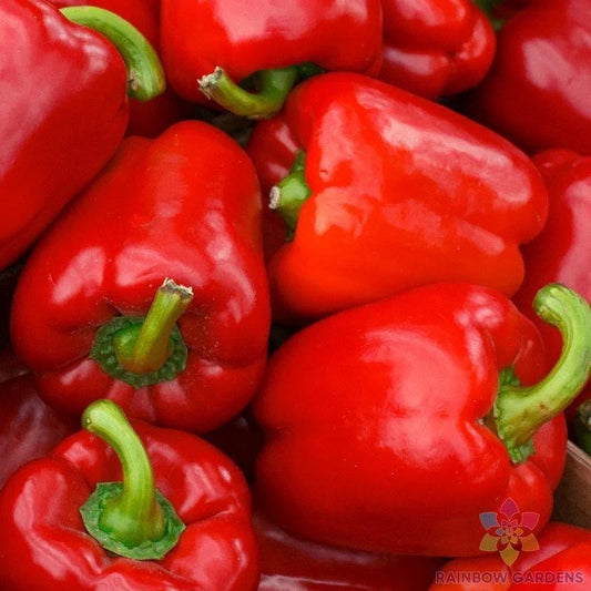 Red Bell Sweet Pepper Seeds - 25+ Pack for Garden Planting - Capsicum annuum - USA Grown - Non-GMO