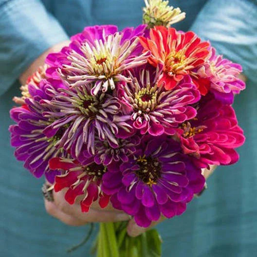 Zinnia Seeds - 5" Mixed Colors - METEOR SHOWER - Non-GMO, 100 Seeds - Hard to Find Variety