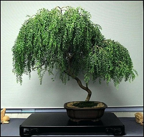 Dwarf Weeping Willow Bonsai Tree - Large Thick Trunk Cutting - Ready to Plant - Salix babylonica 'Pendula'