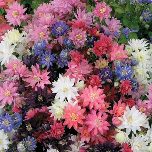 Columbine Seeds - Tall Double Mix - Non-GMO Perennial Spring Flowers - Aquilegia spp - 200 Count