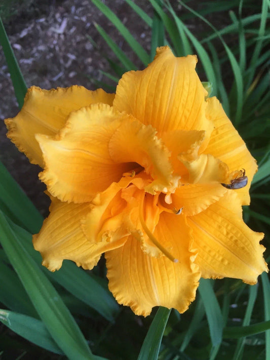 Daylily Bare Root Plant - Double Flower Condilla Deep Gold - Hemerocallis 'Condilla'