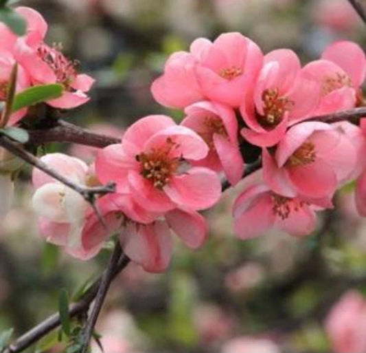 Pink Flowering Quince Tree Sapling - Bare Root Live Plant - Chaenomeles speciosa - All Natural