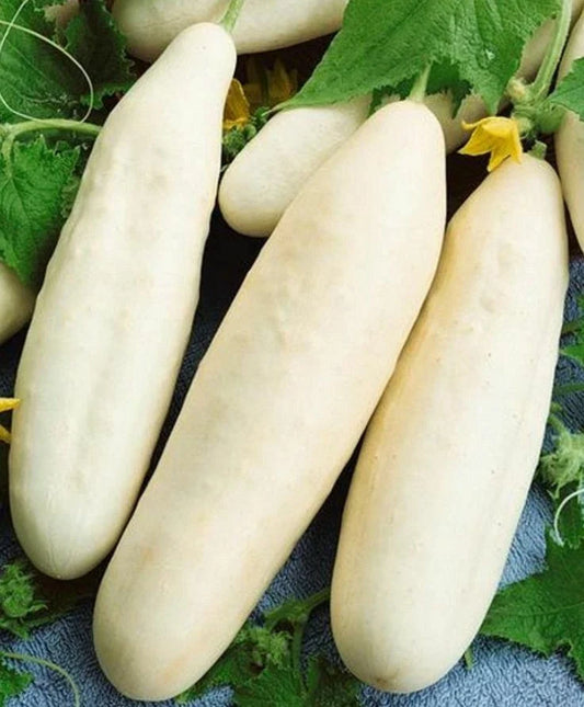 White Wonder Cucumber Seeds 50+ Heirloom NON-GMO Vegetable Garden Seeds for Home Gardening, Cucumis sativus