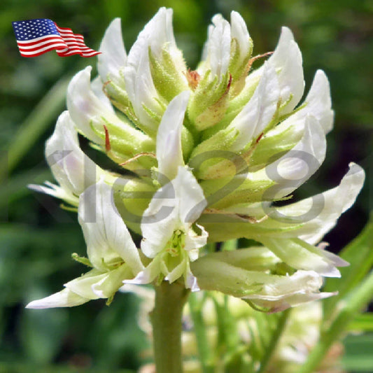 Licorice Root Plant - Live Perennial Sweetener - Glycyrrhiza Lepidota - Native Herbal Garden Addition