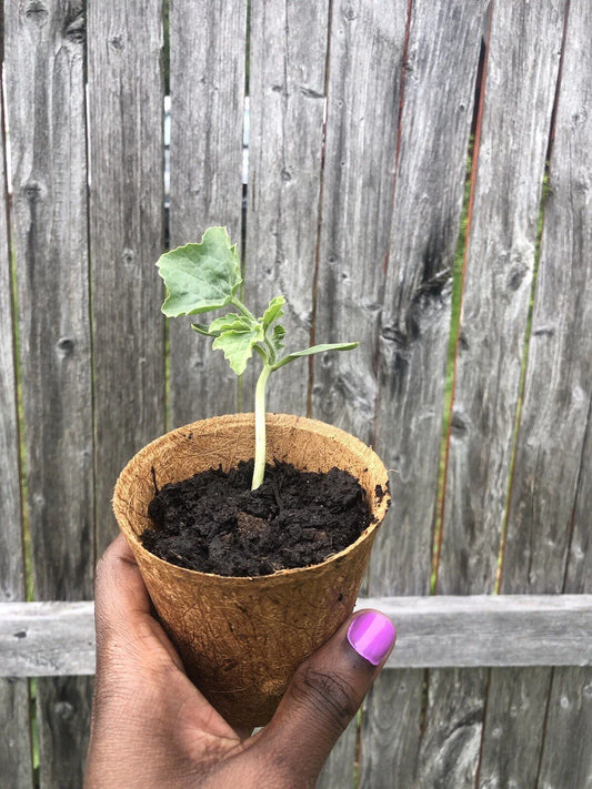 Sugar Baby Watermelon Seedling Live Plant - Citrullus lanatus - Sweet Variety for Home Garden