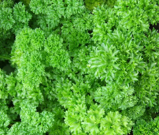 Parsley Moss Curled Seeds 1000+ Heirloom Culinary Herb for Cooking - Petroselinum crispum - USA Free Shipping