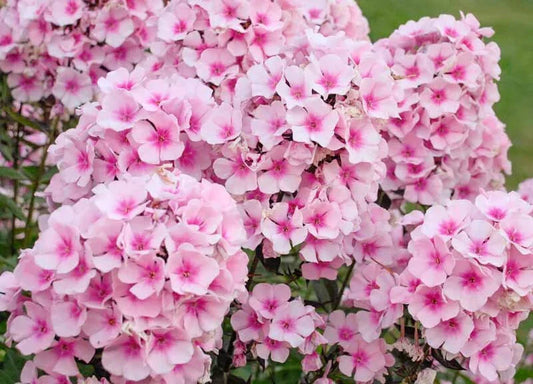 Phlox Seeds - 100+ Bright Eyes Variety for Garden Planting - Phlox paniculata - USA