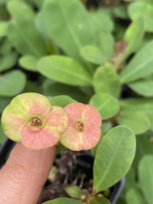 Pink Crown of Thorn Live Plant - Well Rooted Euphorbia Cactus, Pink Flowers, Indoor/Outdoor Succulent