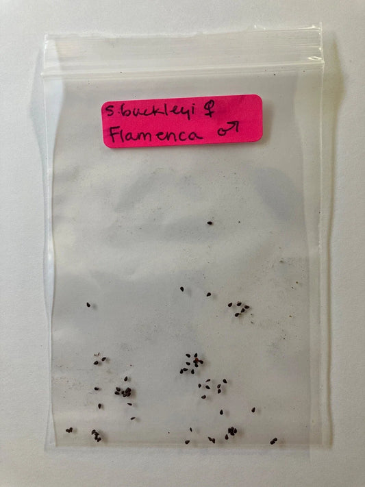 S. Buckleyi x Flamenca Seeds - Rare Hybrid Flower Seeds - Unique Color Variety - High Germination Rate