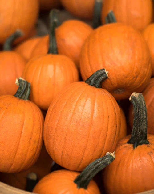 Small Sugar Pumpkin Seeds - 15+ Heirloom Non-GMO Vegetable Squash - Cucurbita pepo - USA