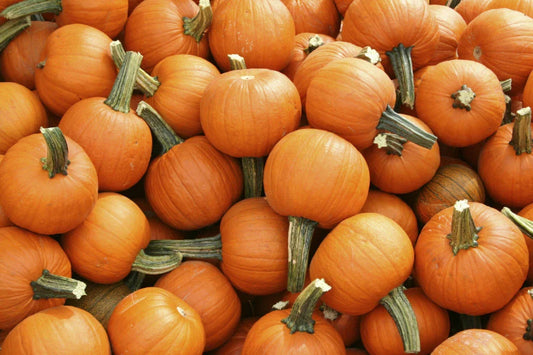 Sugar Pie Pumpkin Seeds 20 Ct Non-GMO Vegetable Garden Seeds Cucurbita pepo