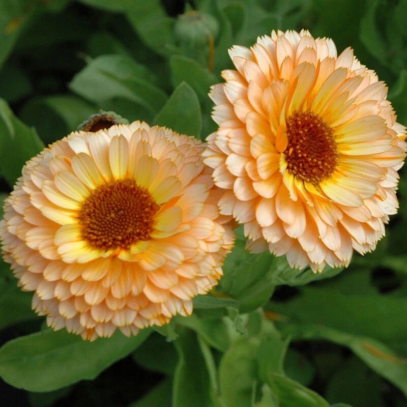 Calendula Seeds | Pink Surprise | Heirloom Edible Flowers | Organic Gardening | 1204