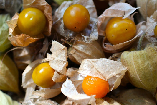 CAPE GOOSEBERRY SEEDS - 50+ Rare Heirloom Ground Cherry Seeds - Sweet Fruit (Physalis peruviana) - USA