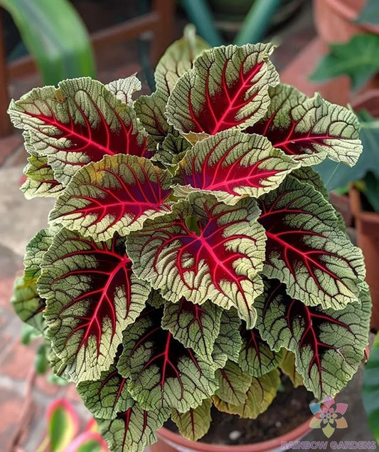 Dragons Blood Coleus Seeds - 25+ Pack - Colorful Foliage - Plectranthus scutellarioides - USA