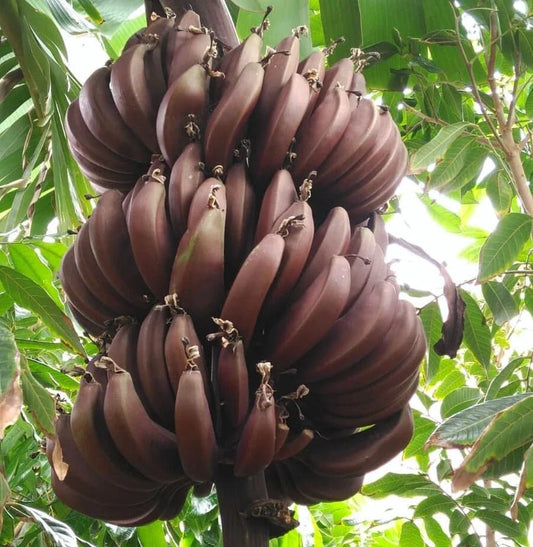 Cuban Red Banana Plant - Live Plant - Red Dacca Variety - Tropical Indoor/Outdoor Plant - Musa acuminata