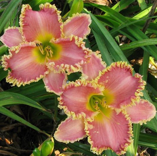 Daylily Plant - Heavenly Pink Fang - Reblooms - Hemerocallis - LIVE PLANT