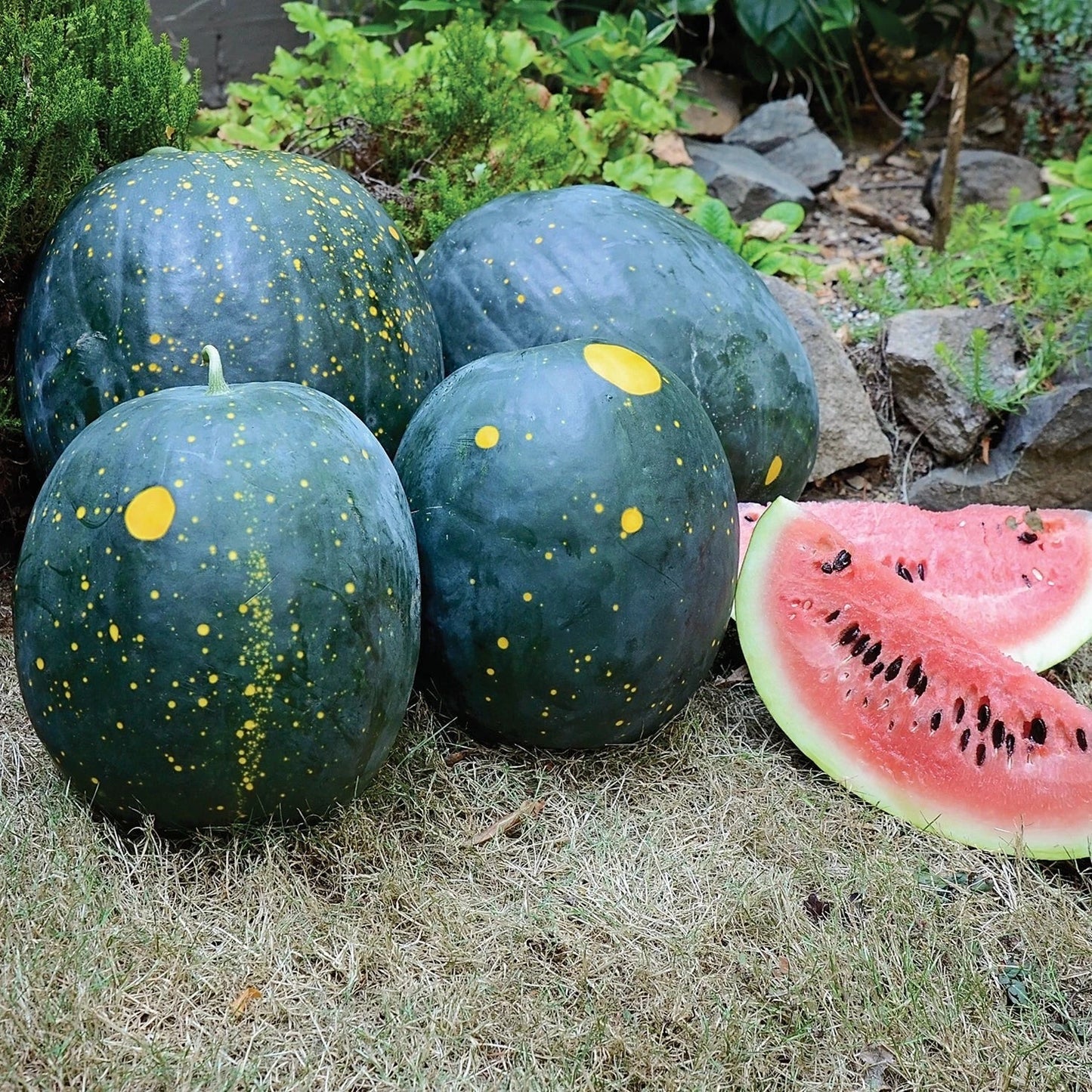 Heirloom Moon and Stars Red Watermelon Seeds - Organic, Non-GMO - 10 Seeds - Citrullus lanatus