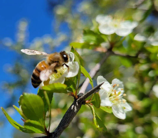 Littlehip Hawthorn Seeds | 5 Seeds | Crataegus Spathulata | Florida Native Tree | Wild