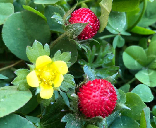 Wild Strawberry Plant | Hardy Fruit with Cheerful Flowers | Indian Strawberry | Fragaria vesca