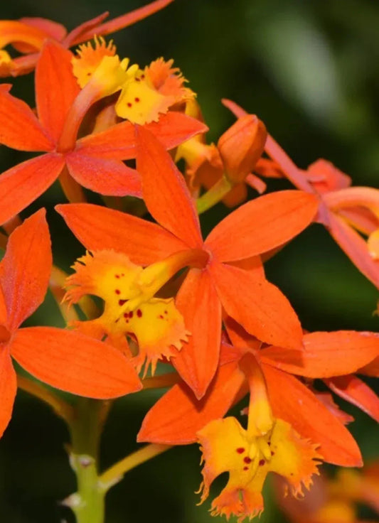 Epidendrum radicans Orange Bare Root Reed Orchid Plant - Exotic Orchid Species for Gardens or Indoor Decor