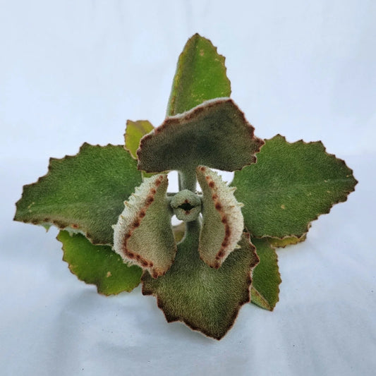 Kalanchoe Cutting 'Fang' | Kalanchoe beharensis | Succulent Plant Cutting (No Roots)