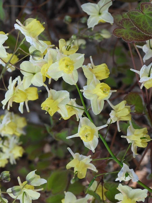 Epimedium Versicolor 'Sulphureum' Fairy Wings Plant - Shade Perennial with Yellow Flowers - Ground Cover for Gardens