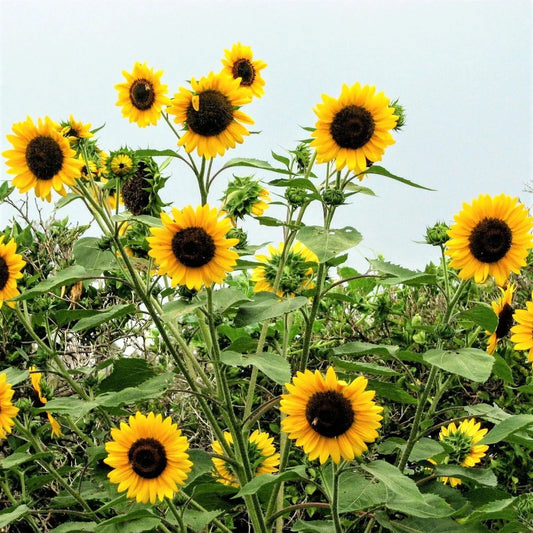 Sunflower Seeds - Henry Wilde Yellow - Multiple Blooms - Attracts Birds, Bees & Butterflies - 100 Seeds