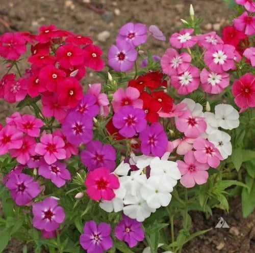 Phlox Seeds - 190 Seeds - Beauty Mix - Phlox Drummondii - Non-GMO Flower Seeds for Garden