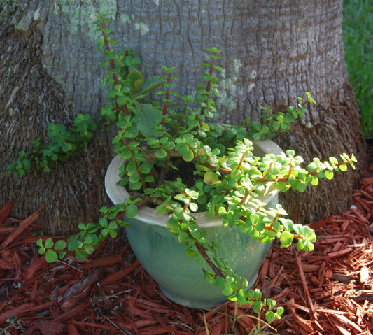 Elephant Bush Plant - Mini Jade Tree - Solid Green - Portulacaria Afra Bonsai