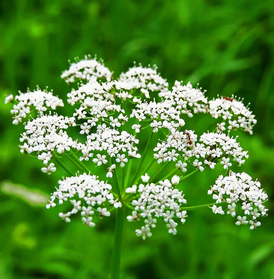 Non-GMO Anise Seeds for Culinary Use, Farm-to-Table Herb Seeds, Tracking Included, Pimpinella anisum