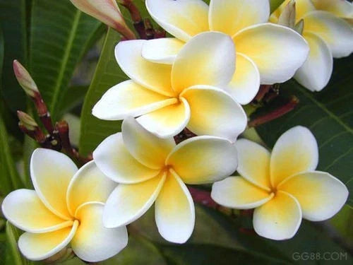 Rooted Plumeria Plant - Celadine Variety - Tropical Flowering Plant - Frangipani