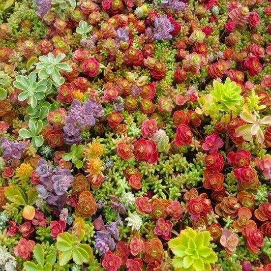 100 Mixed Sedum Seeds Varieties - Beautiful Succulent Groundcover - Stonecrop - Free Shipping USA