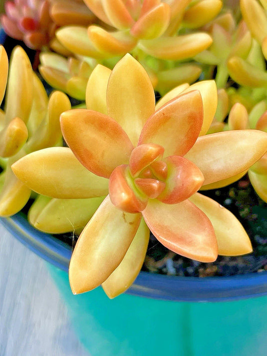 Rare Succulent Sedum Adolphi 'Orange Delight' Live Plant Cutting 2-Inch Unrooted
