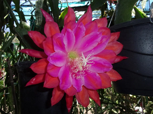Epiphyllum Orchid Cactus Cutting - "Marmalade Punch" - Tropical Houseplant, Indoor Plant, Succulent