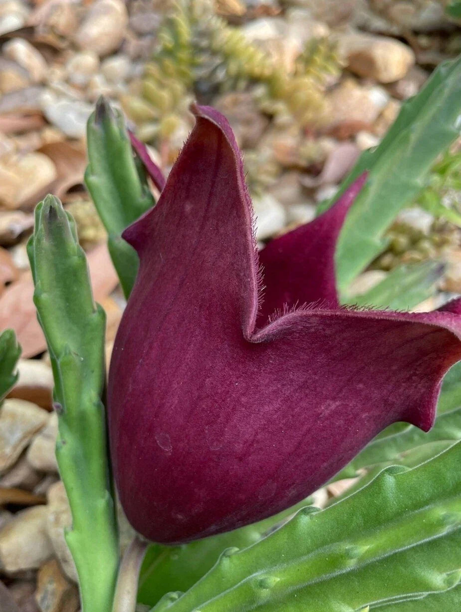 Black Bell Stapelia LIVE Plant - Rare Huernia Orbea Succulent - Easy Care Rooted Starter Plant