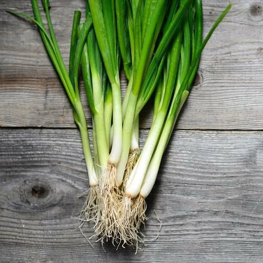 White Lisbon Green Bunching Onion Seeds - 100 Count - Allium fistulosum - Scallion Seeds for Gardening