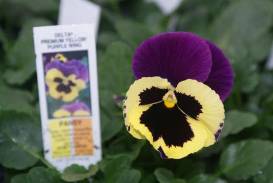 Pansy Seeds - 50 Delta Premium Yellow with Purple Wing - Viola × wittrockiana