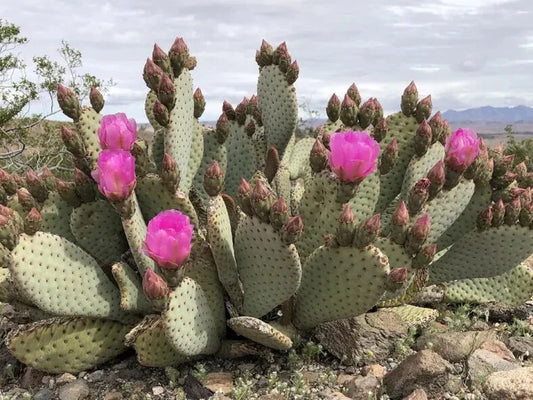 Opuntia basilaris Beaver Tail Cactus, 1 Pad, Pink Flowers - Buy 2 Get 1 Free