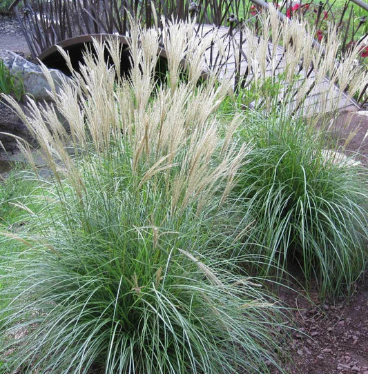 Large Adagio Maiden Grass Plant Clump - LIVE 3+ Year Fully Rooted Perennial (Miscanthus sinensis 'Adagio')